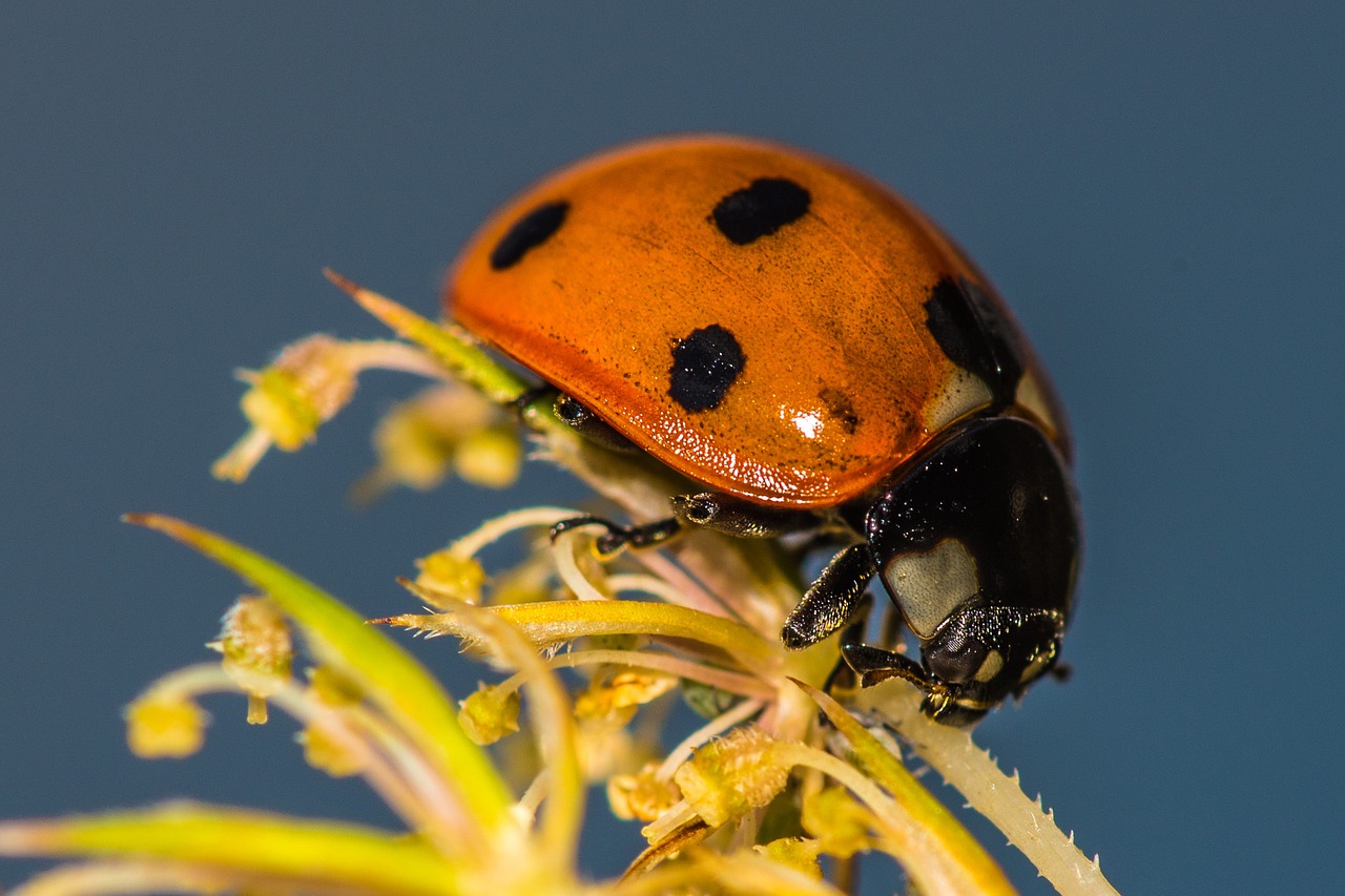 Image - ladybug flower insect blossom