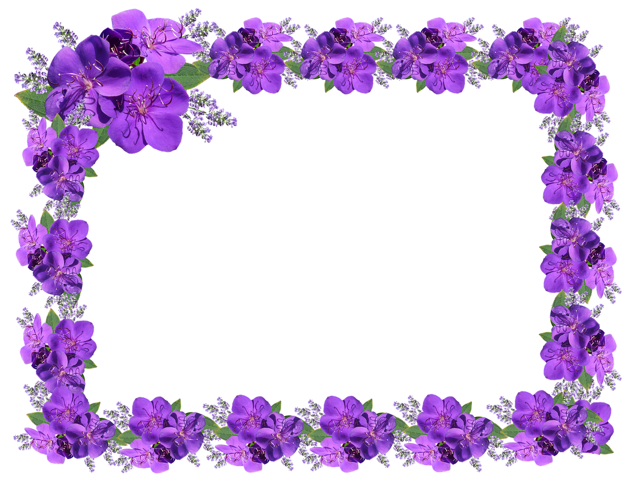 Image - frame border floral purple