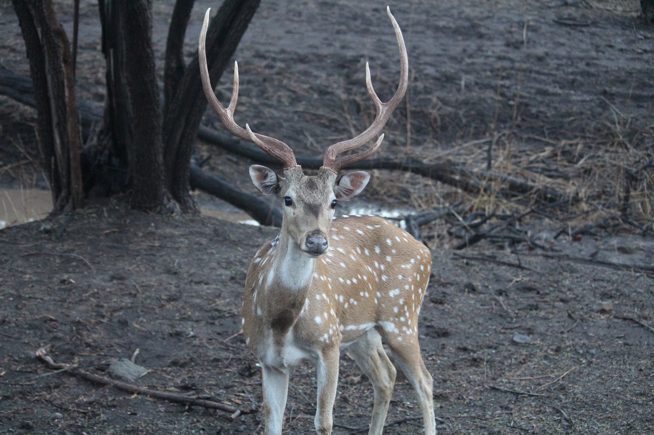 Image - nature animal deer baby deer