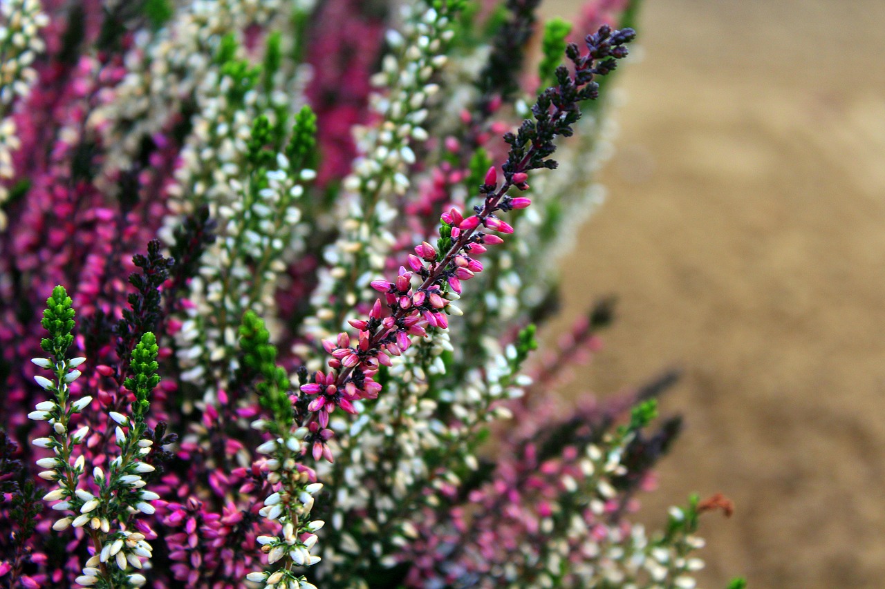 Image - heather colored violet flowers