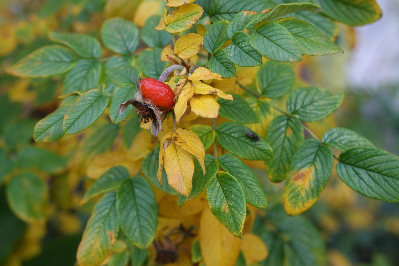 Image - rose hip autumn shrub rose hips