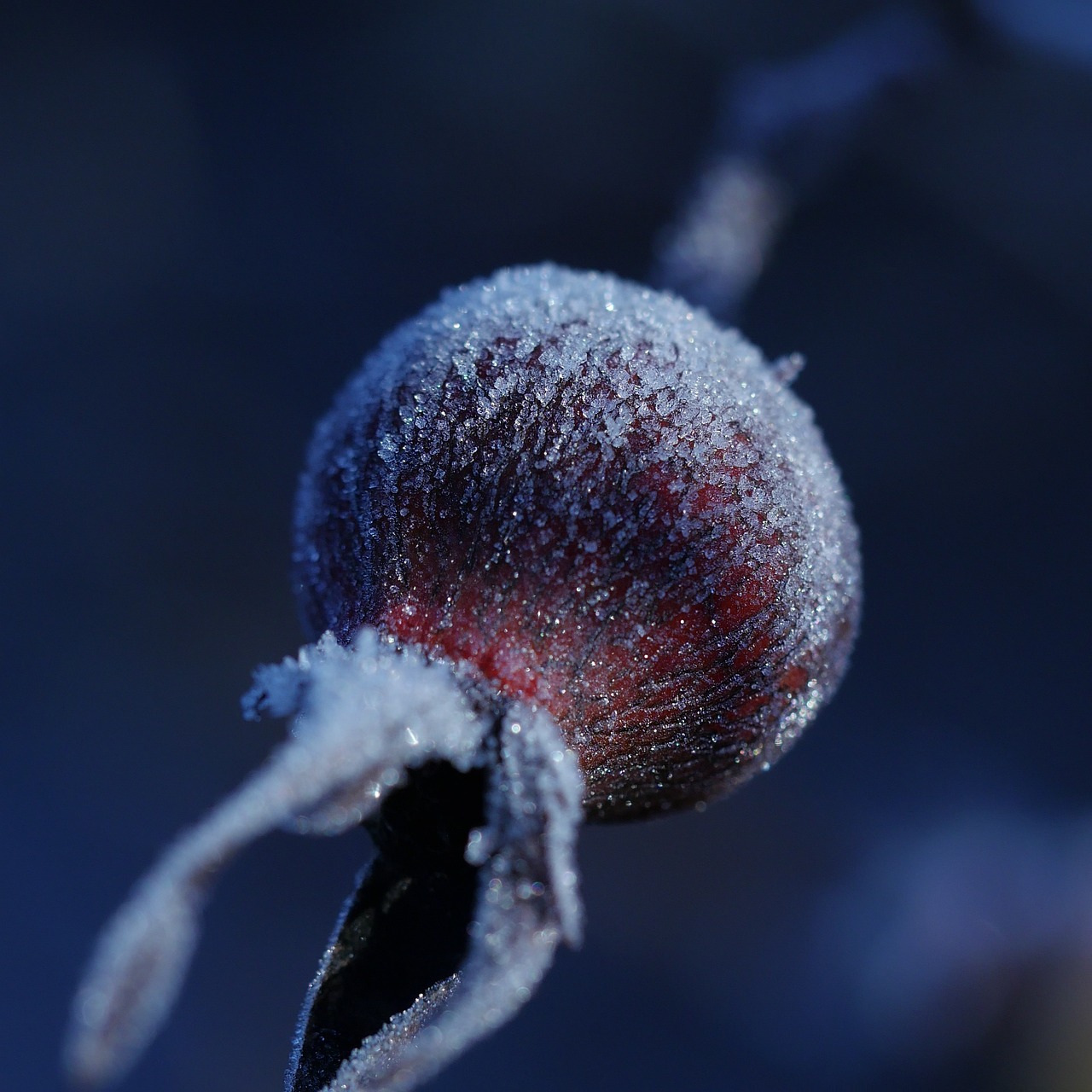 Image - frozen winter rose frost cold