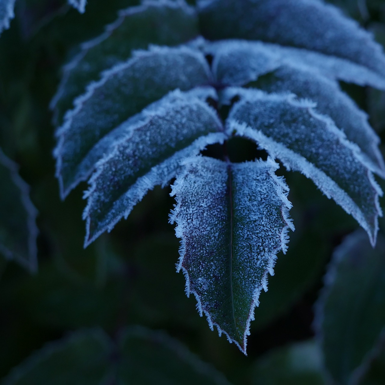Image - frozen frost ice leaves plants