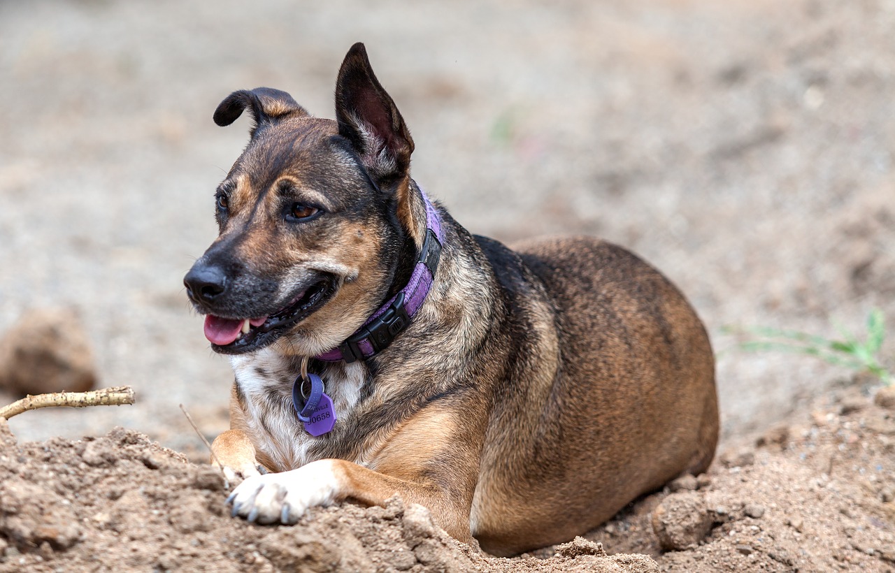 Image - dog shepherd dog kelpie cross