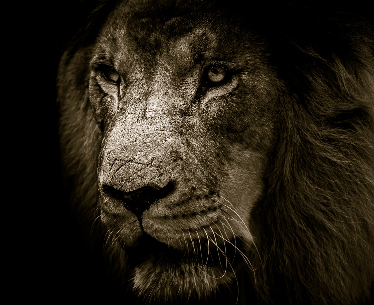 Image - lion mane eyes king strength