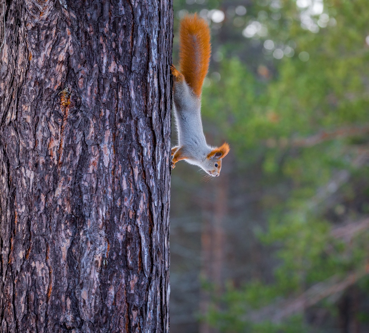 Image - squirrel red tree funny curious