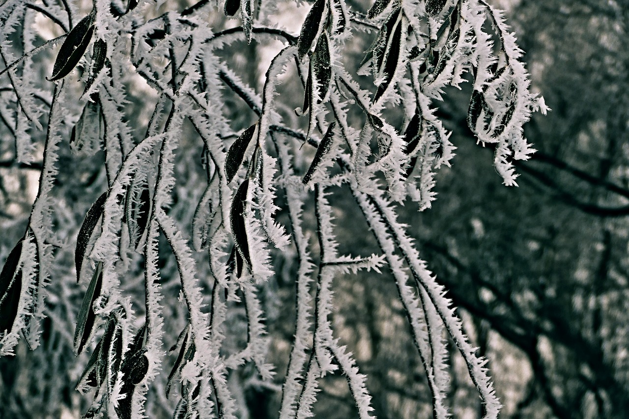 Image - tree a branch foliage winter