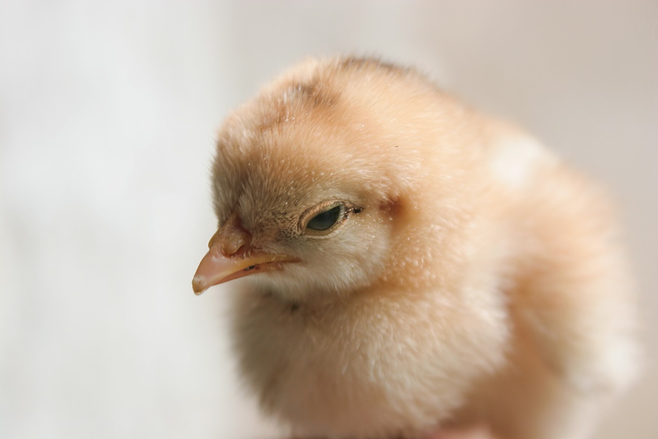 Image - chicken chick baby cute yellow