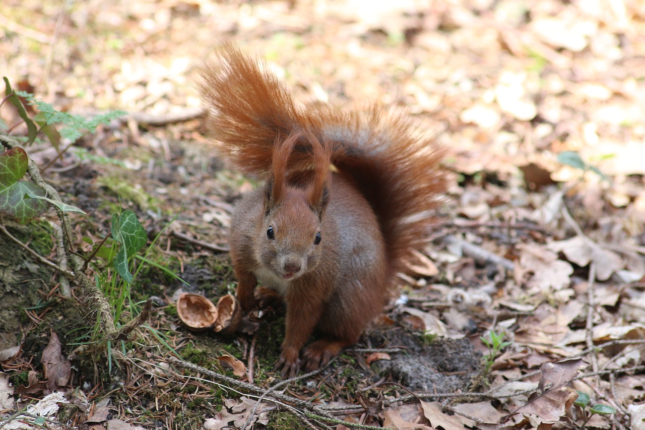 Image - nature the squirrel tail animal