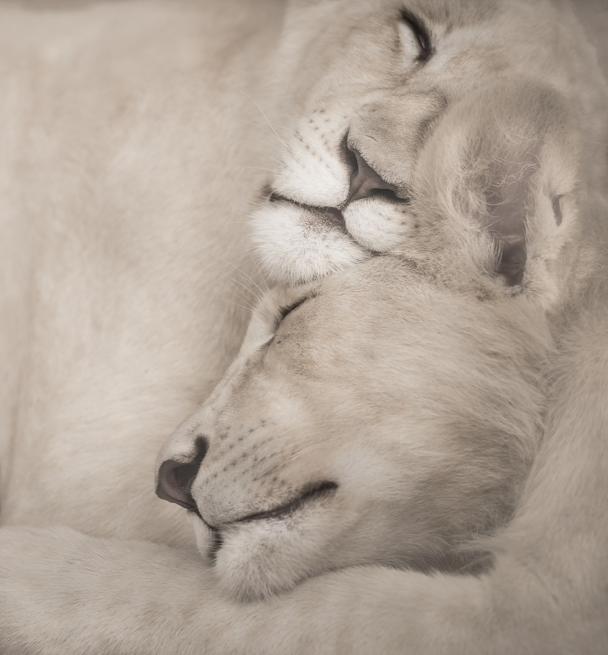 Image - white lions sleeping snuggle cute