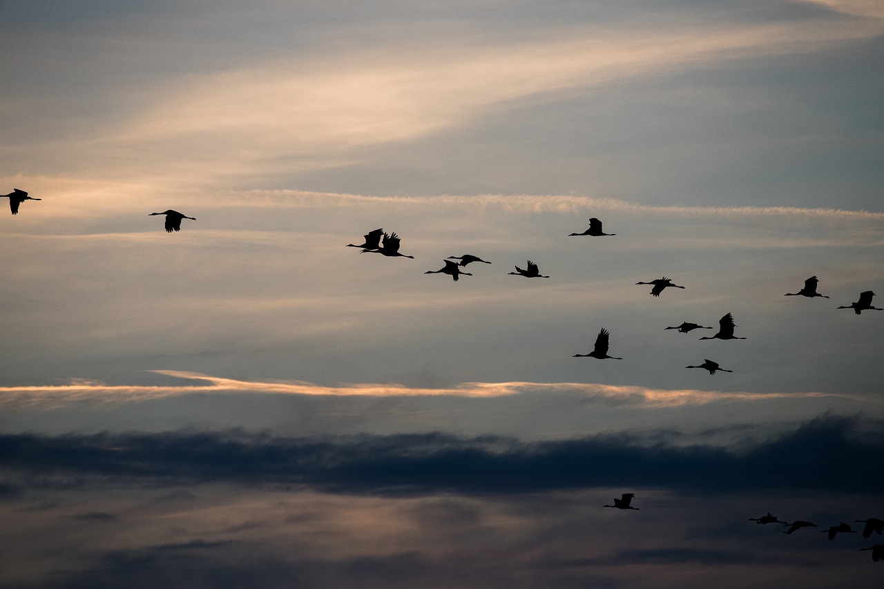 Image - cranes nature fall autumn