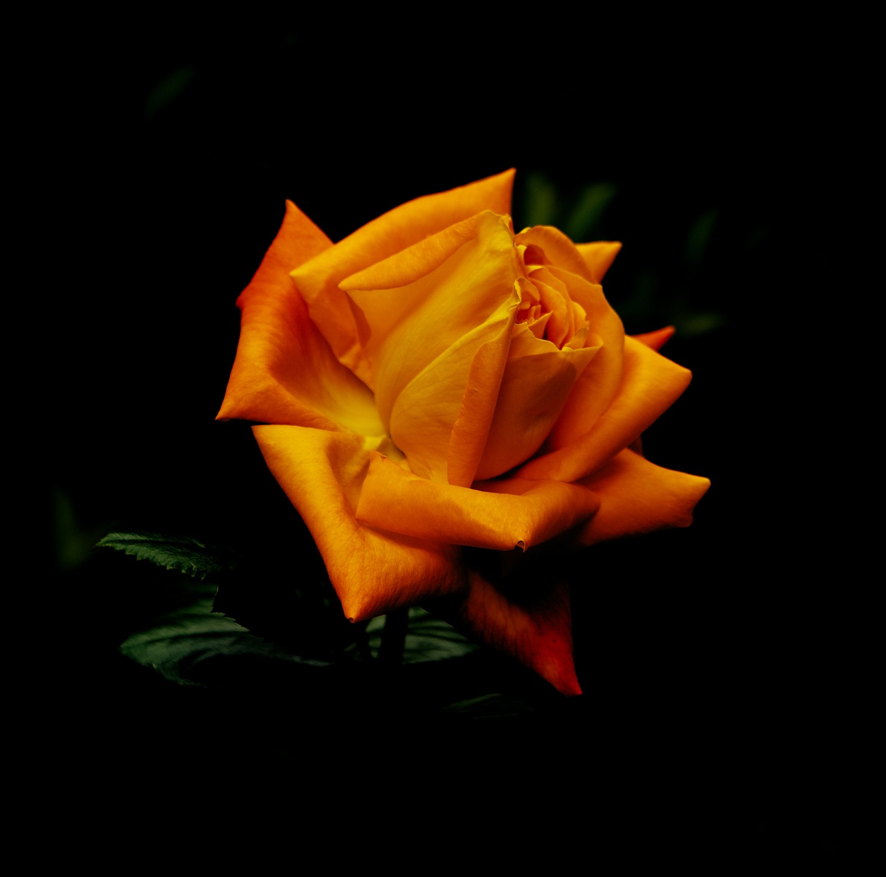 Image - flowers rosa orange