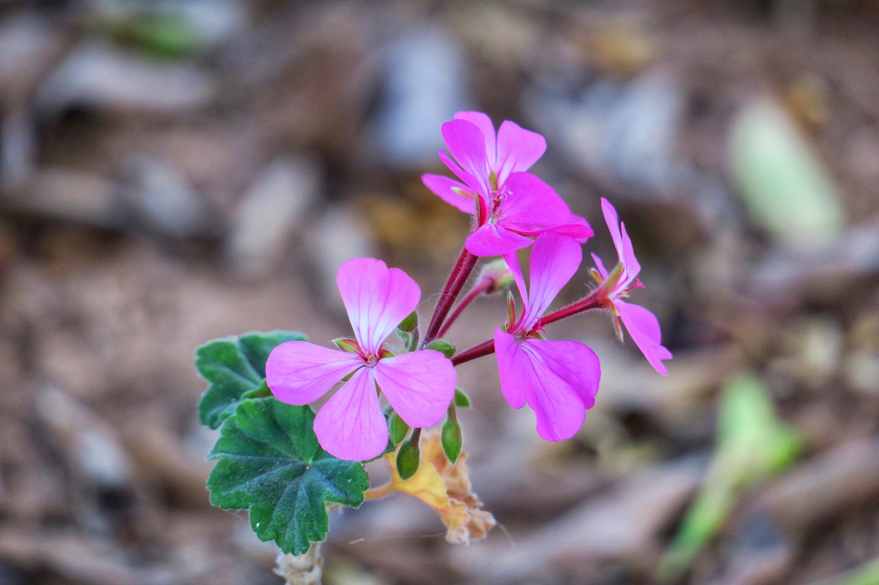 Image - flower wild plant pink red green