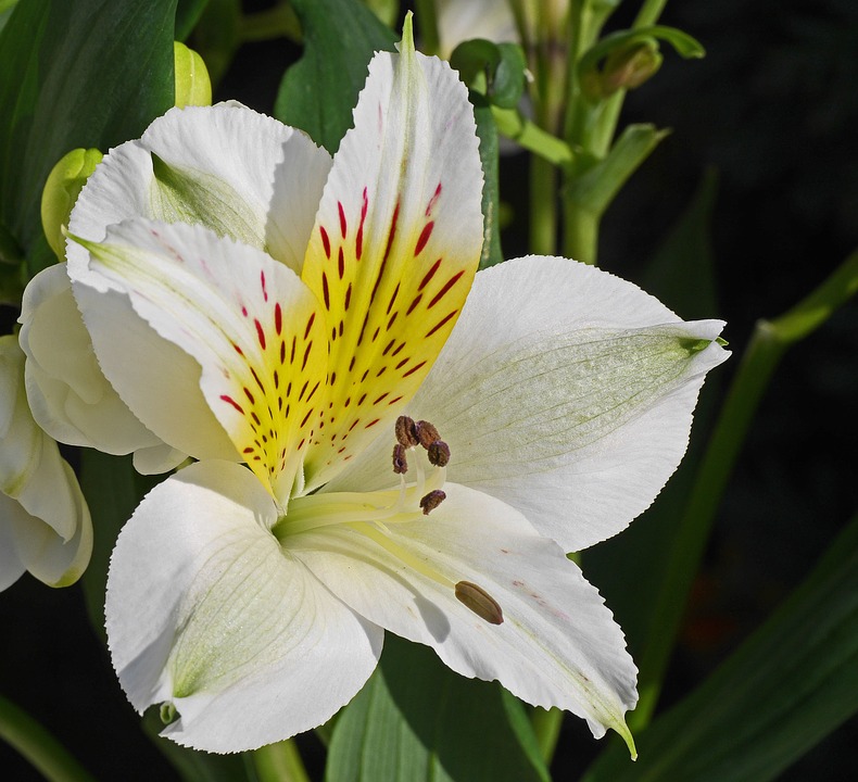 Image - lily blossom bloom white petals