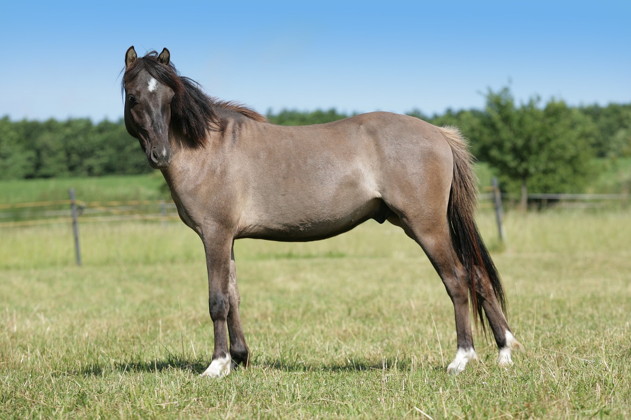 Image - horse gray gelding stallion pony