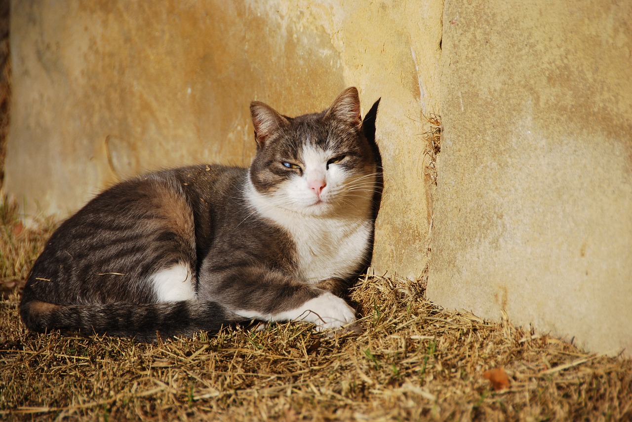 Image - cat wall animal feline sleep