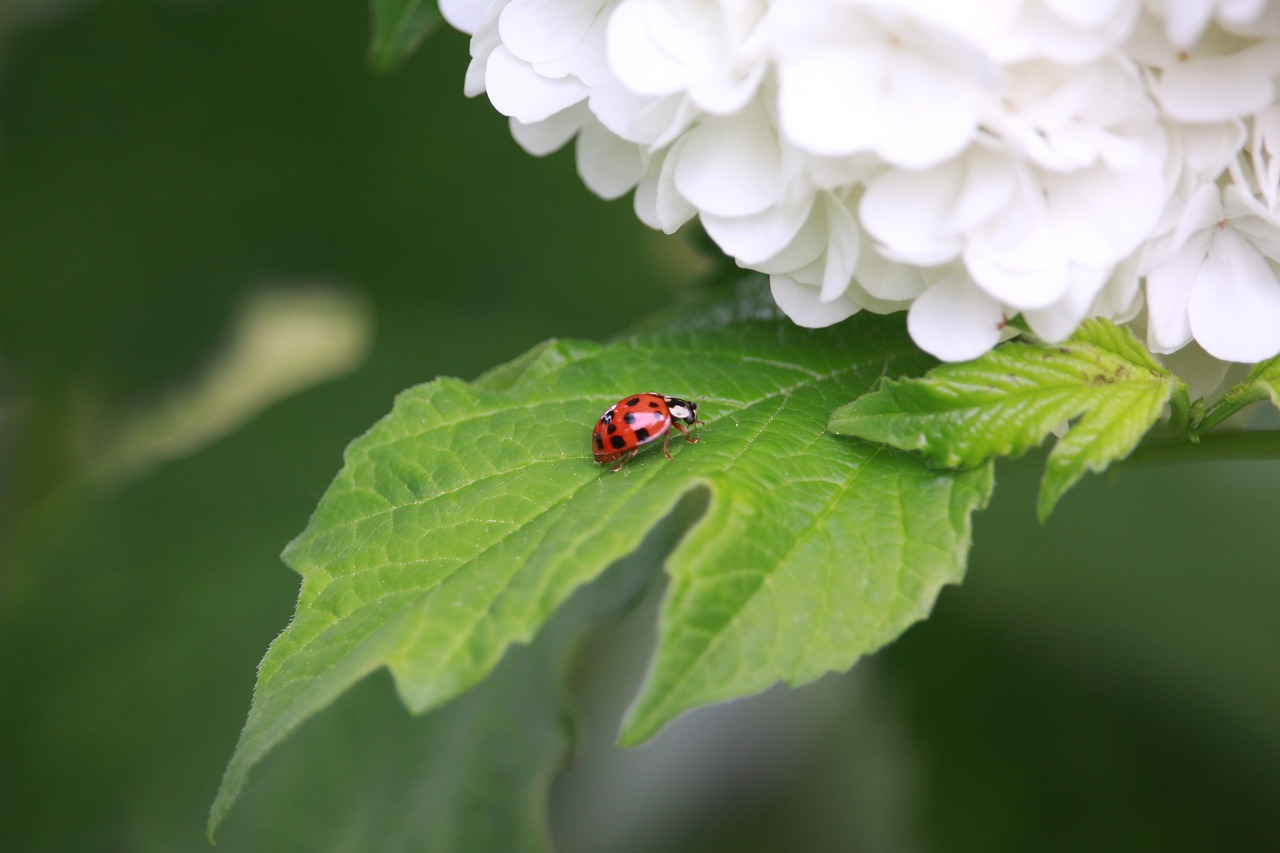 Image - ladybug hydrangea leaf spring