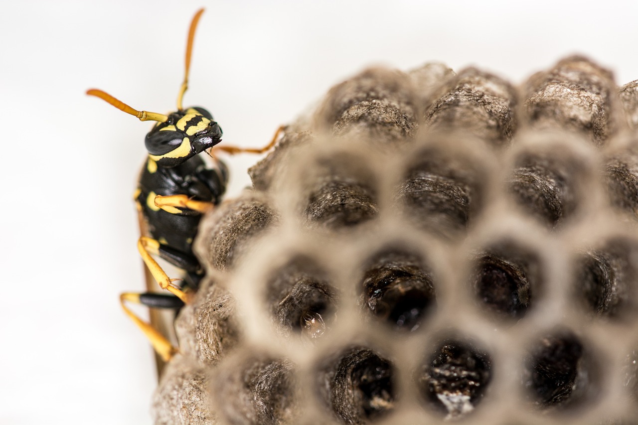 Image - wasp combs the hive insect close