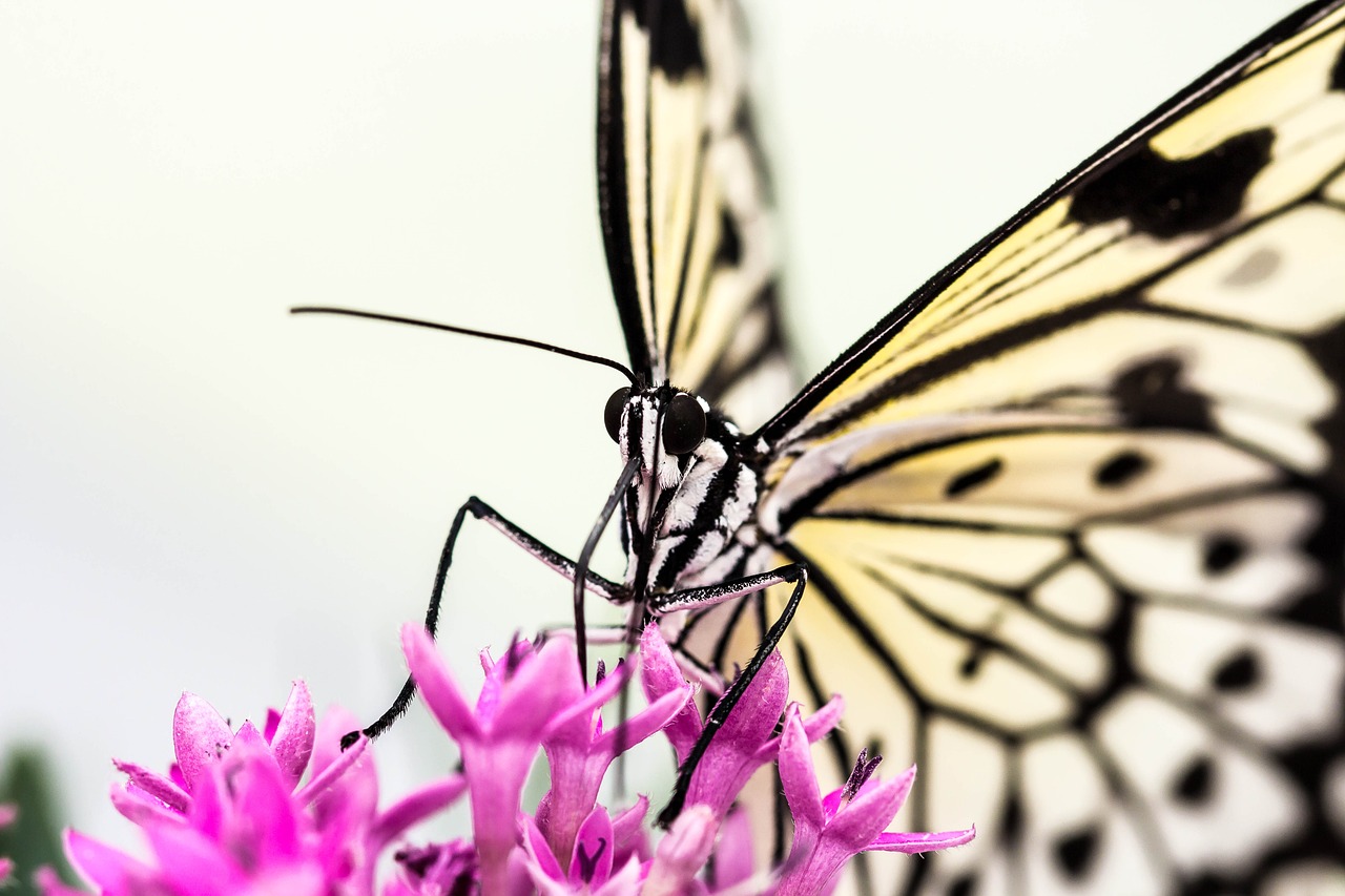 Image - butterfly flower nature pink