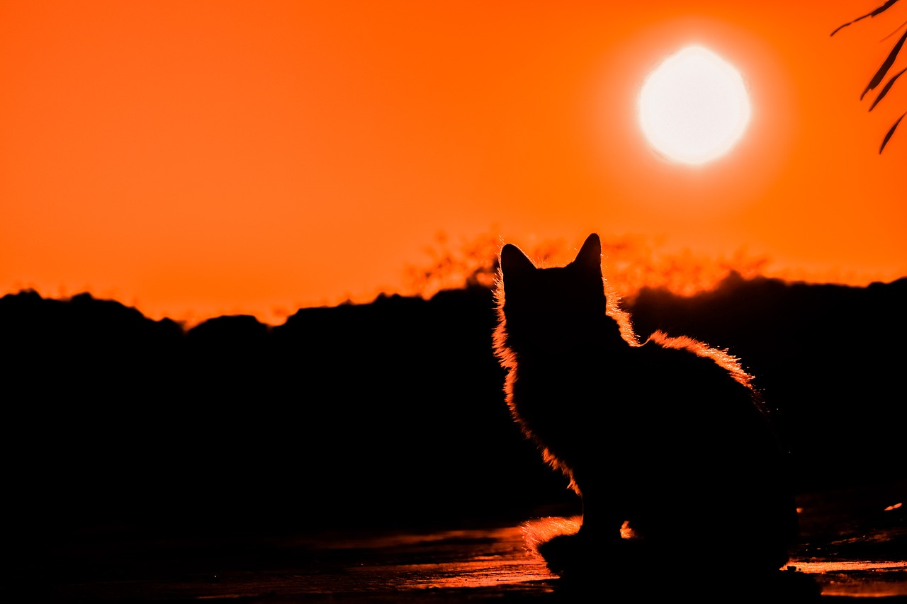 Image - sunset cat shadows silhouettes