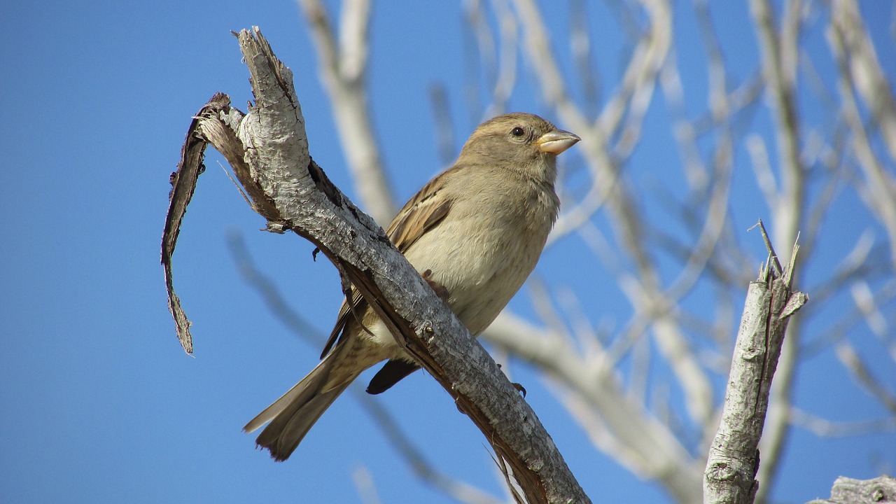 Image - sparrow bird wildlife nature