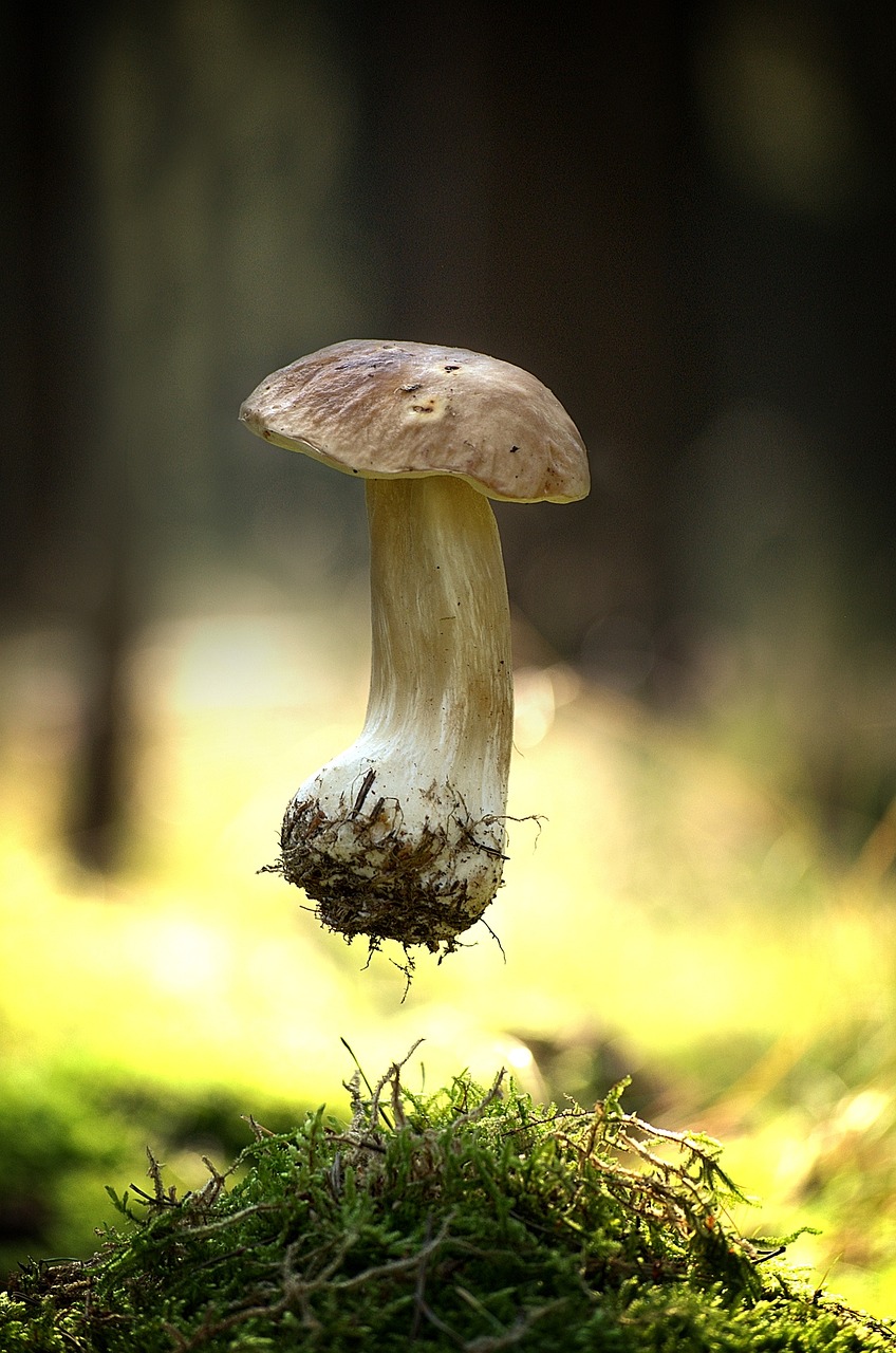 Image - mushroom eat autumn