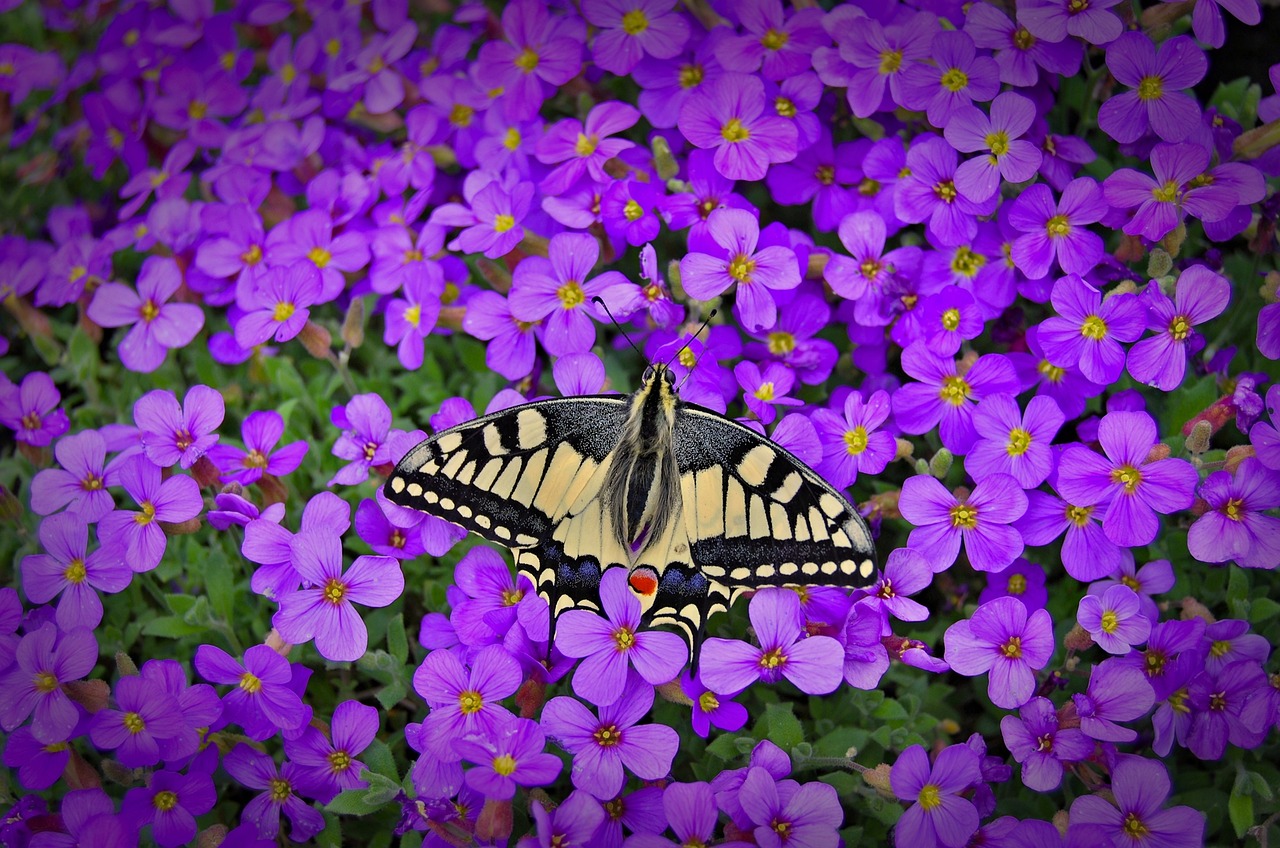 Image - butterfly caterpillar insect nature