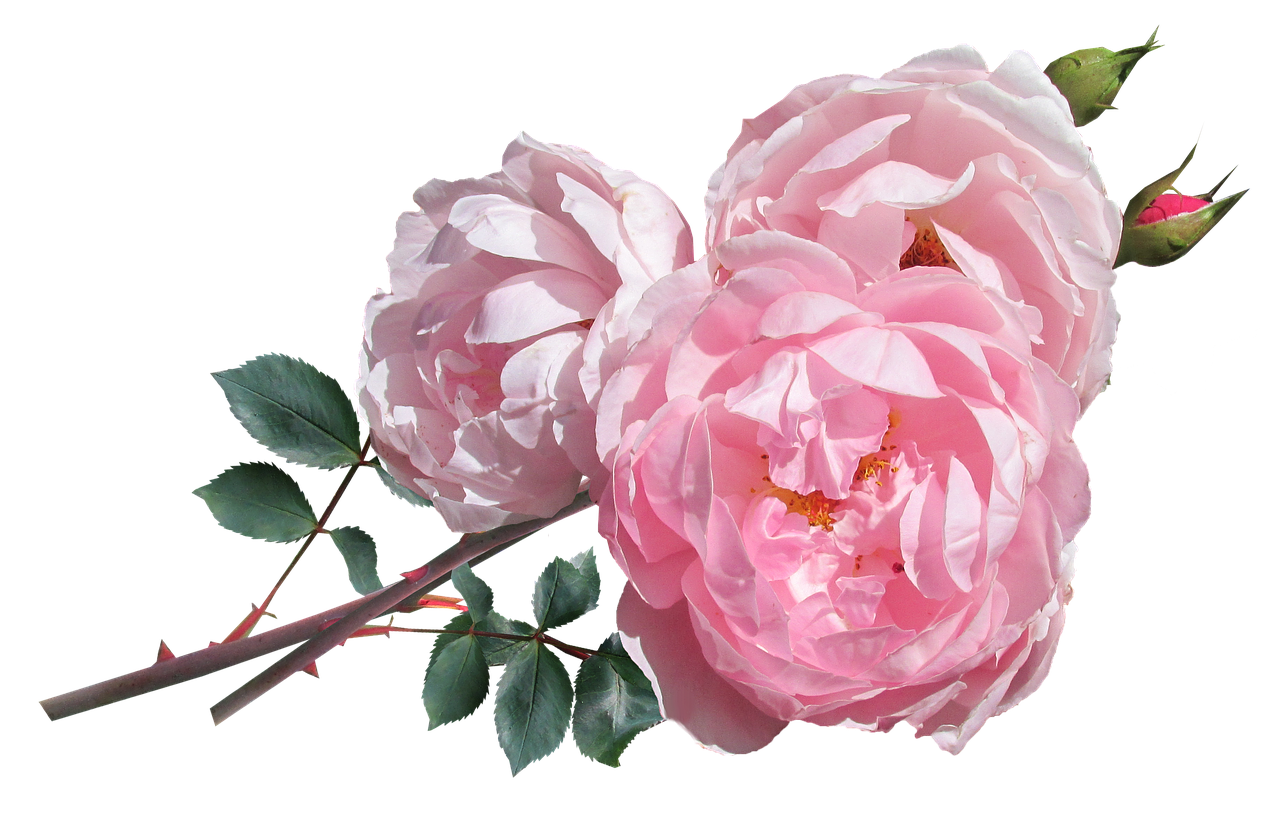 Image - rose pink david austin flowers