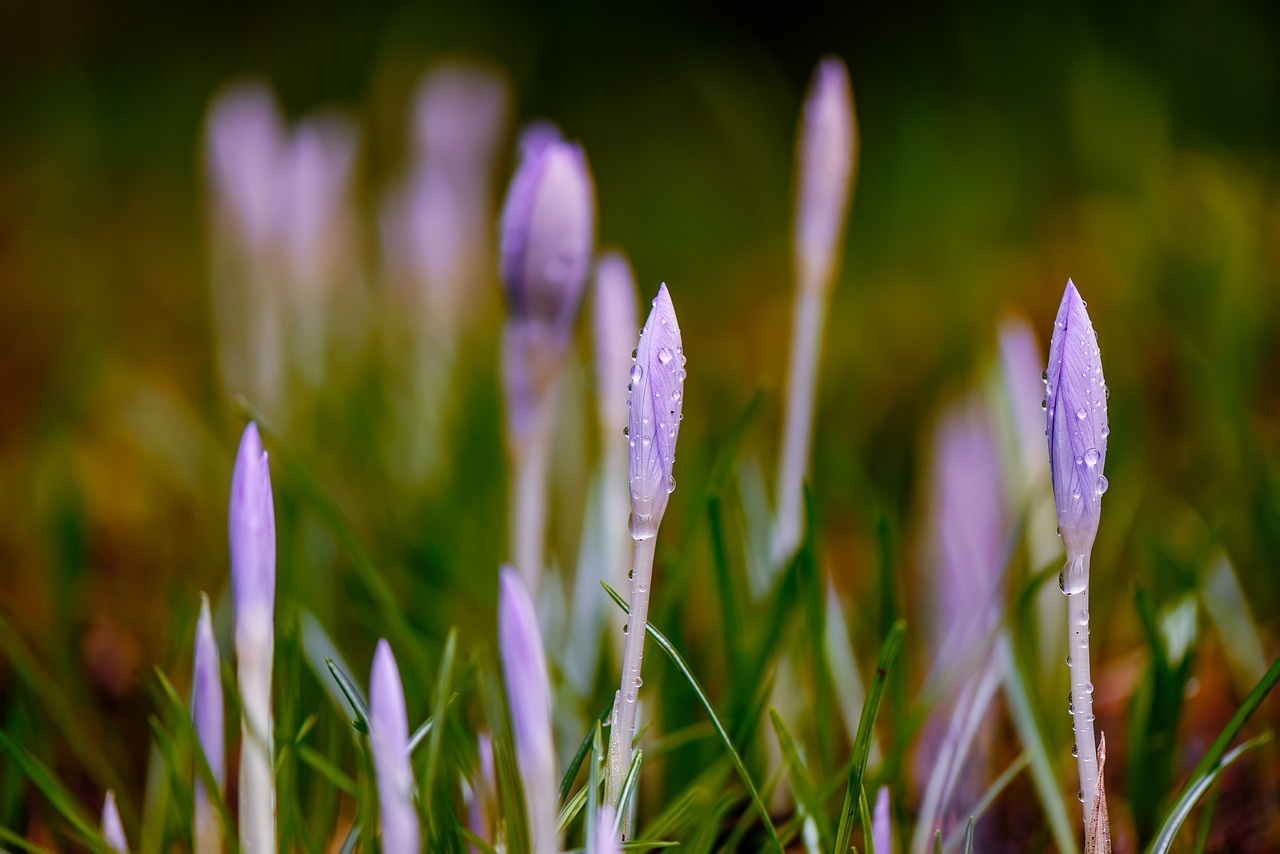 Image - background blurred close up crocus