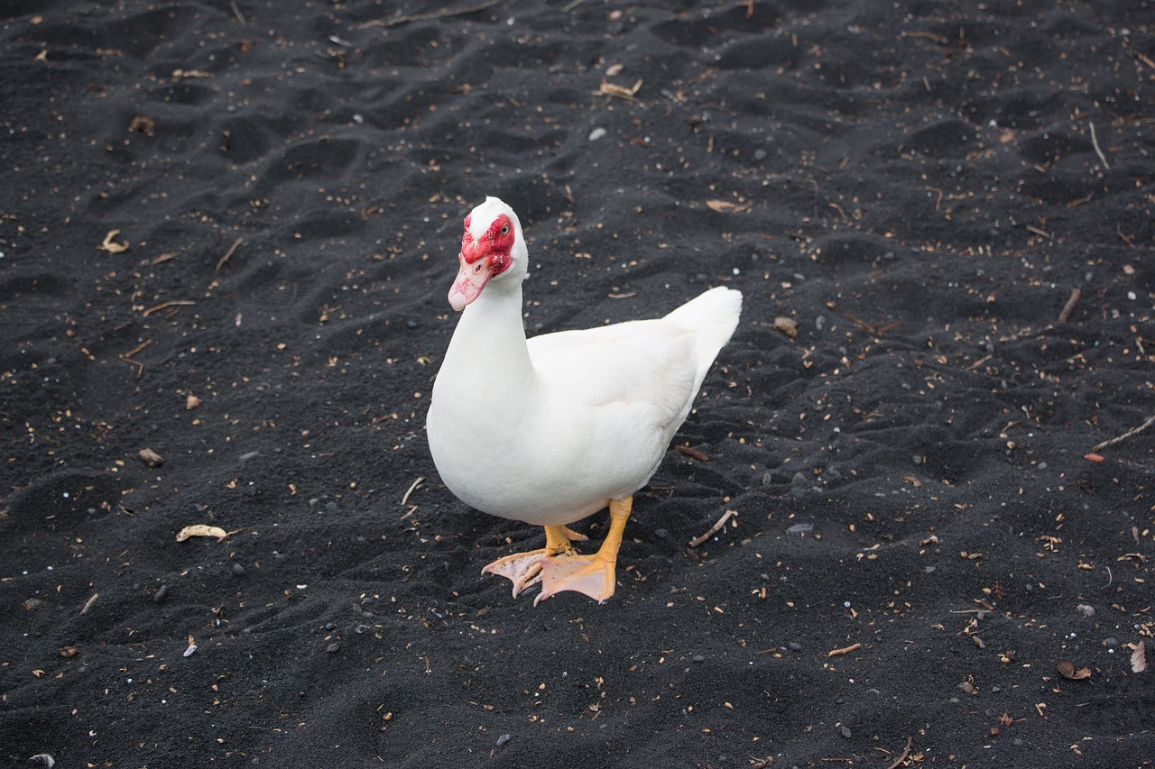 Image - nature hawaii wild bird animals