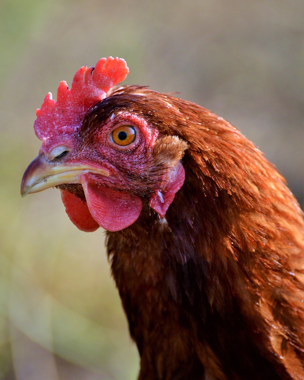 Image - chicken hen poultry free range