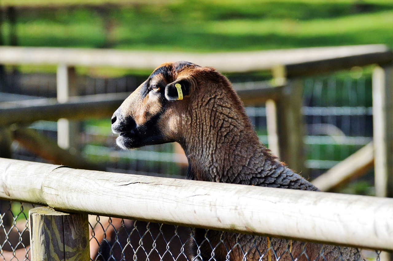 Image - sheep animals sheep s wool