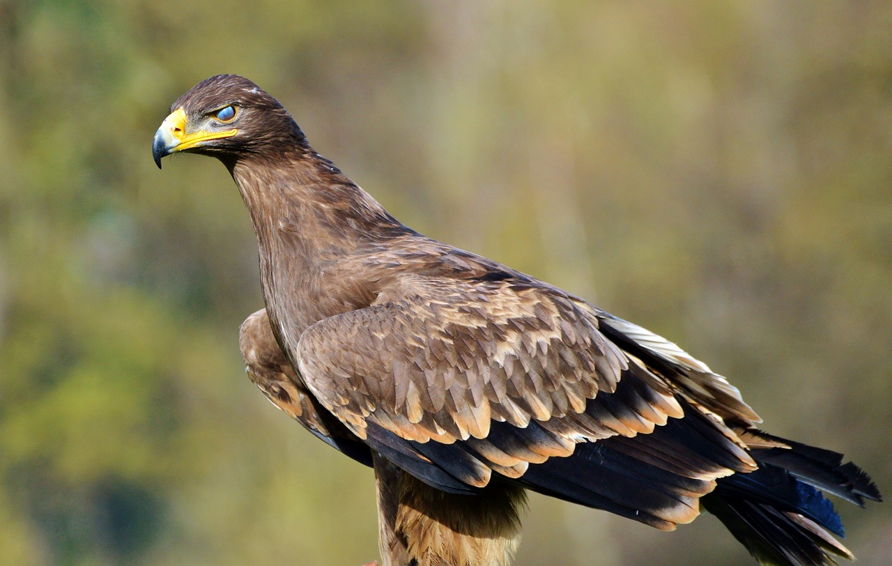 Image - adler bird of prey raptor bird