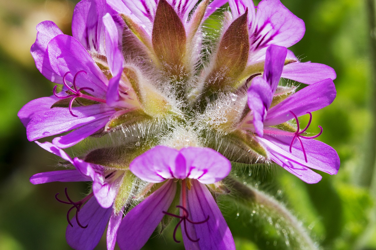 Image - geranium rose scented flower plant