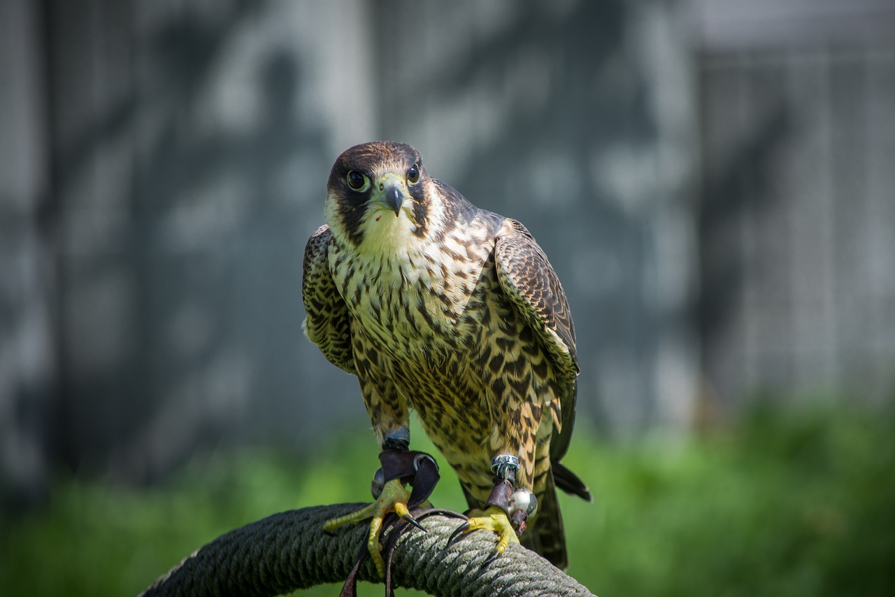 Image - falcon falconry bird hunting