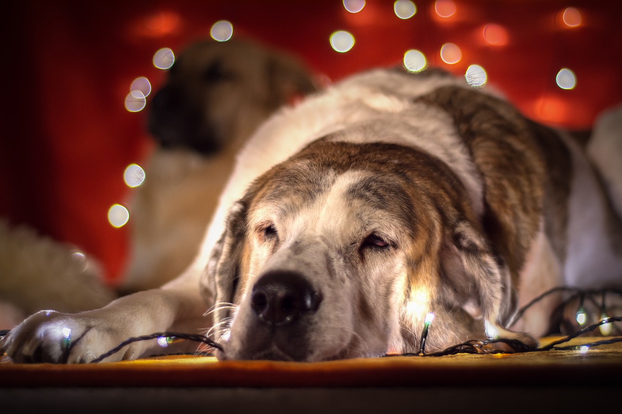 Image - christmas dog dog lichterkette