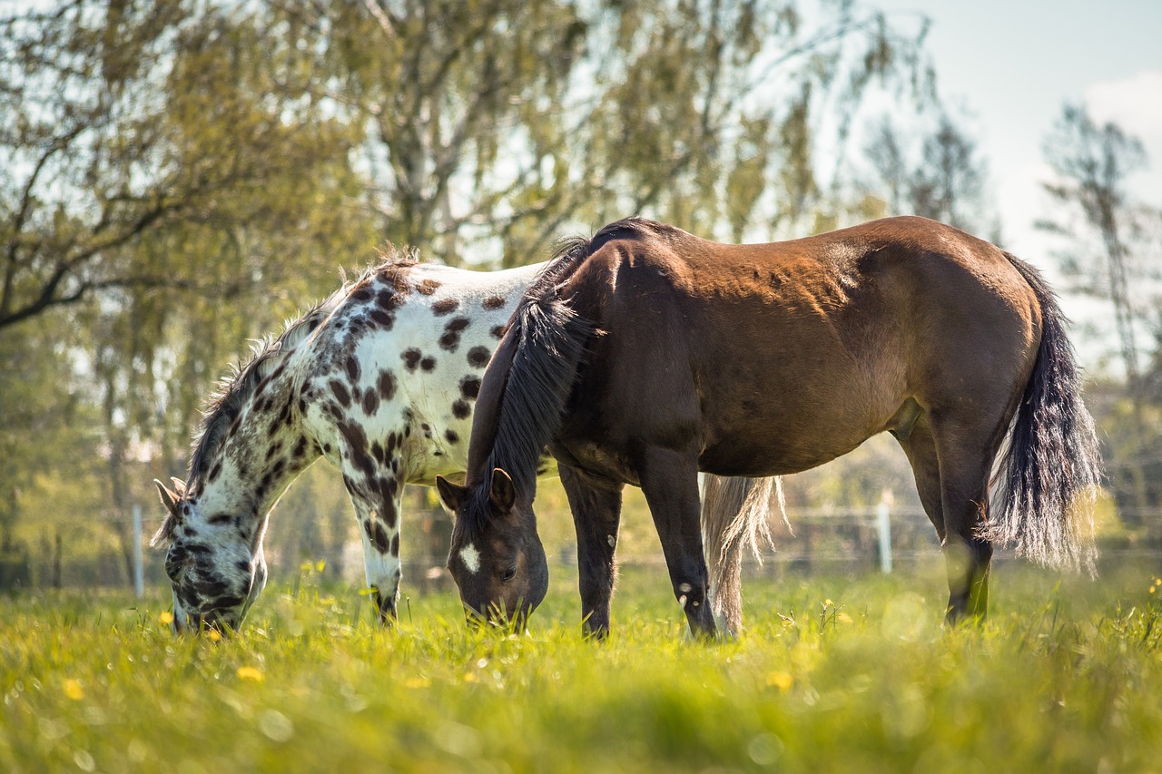 Image - horse appaloosa nature animal