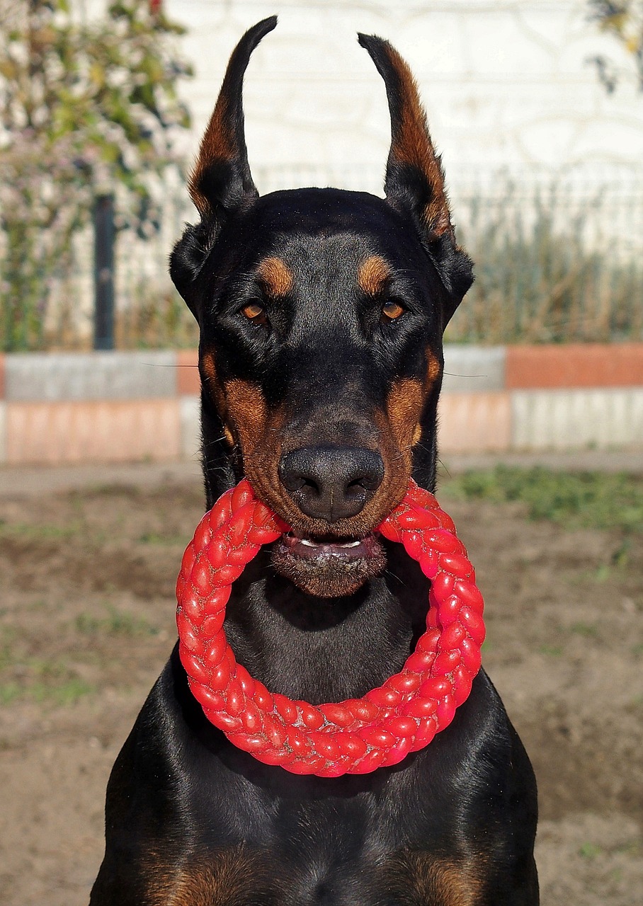 Image - doberman dog pink circles beauty