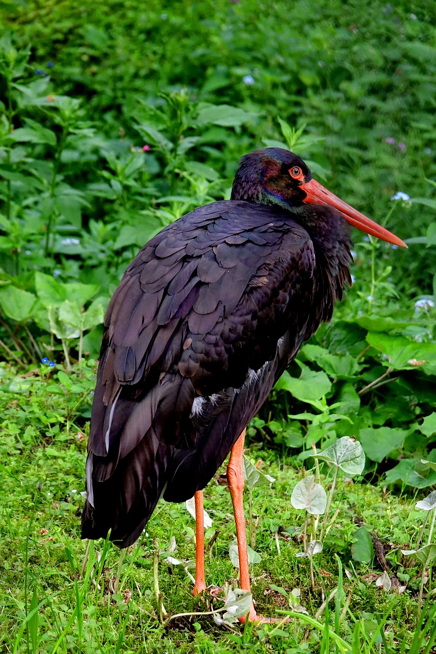 Image - bird stork black stork plumage