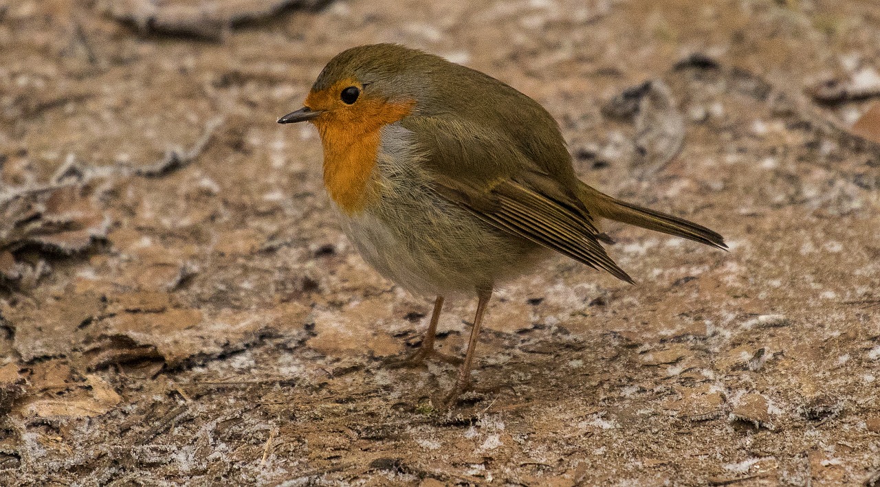 Image - bird animal nature songbird robin