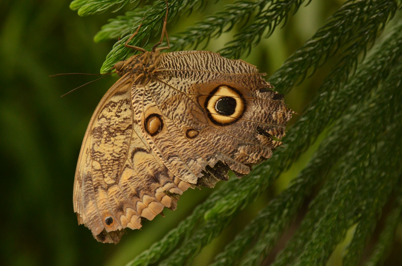 Image - butterfly bug nature wing fly