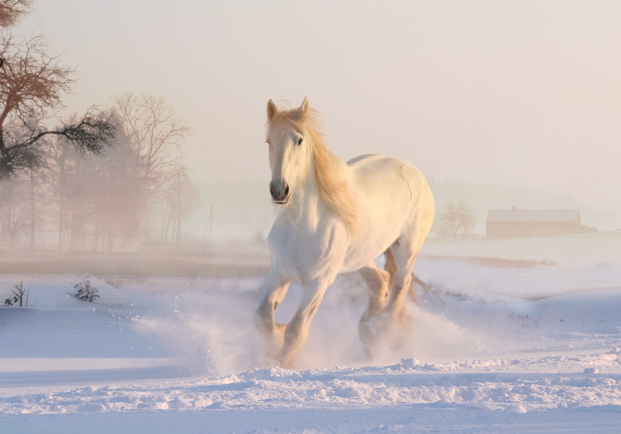 Image - christmas winter snow white horse