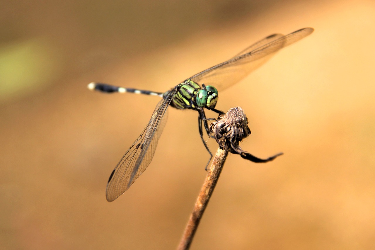 Image - dragonfly bug insect fly wild