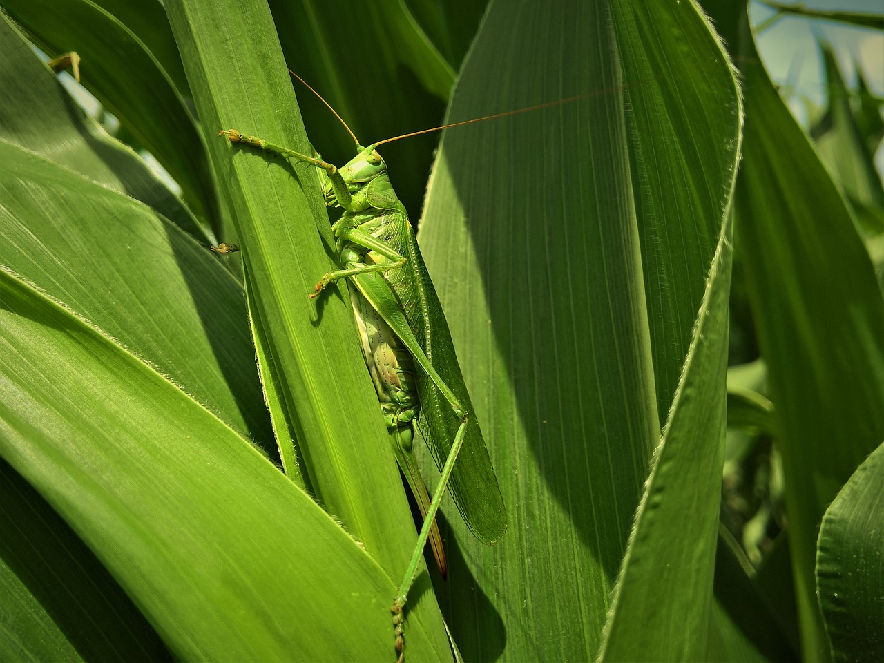 Image - insect locust corn green