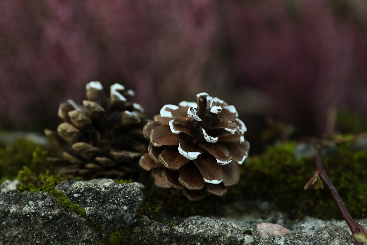 Image - pinecones nature cones