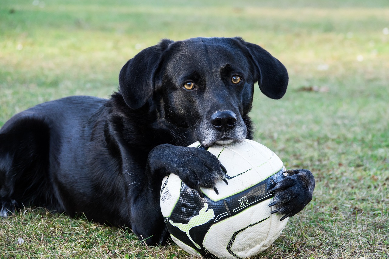 Image - dog ball sweet pose play pet