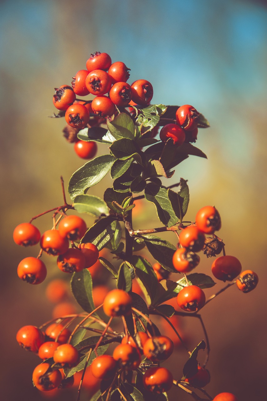 Image - nature red green autumn rowan