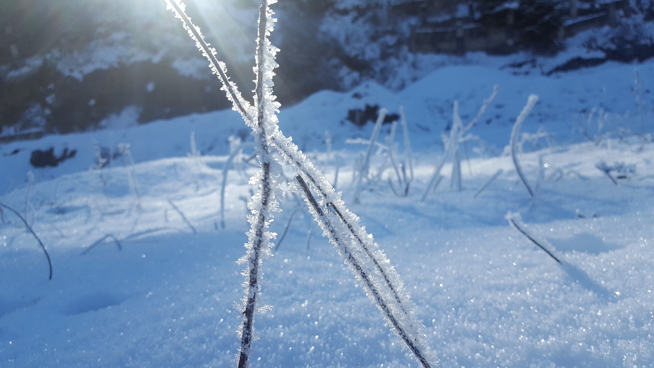 Image - snow leann winter frozen coldly