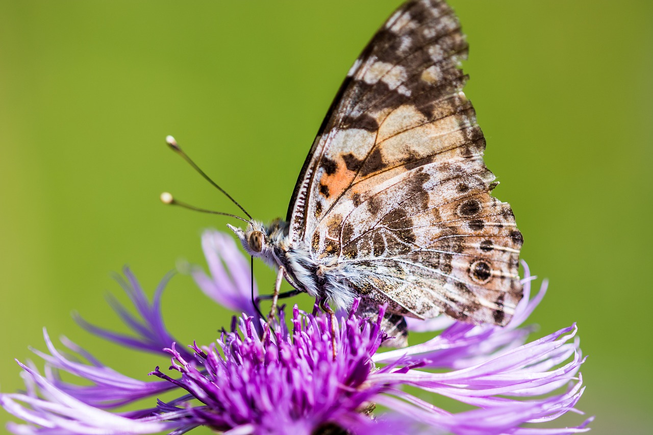 Image - butterfly flower blossom bloom