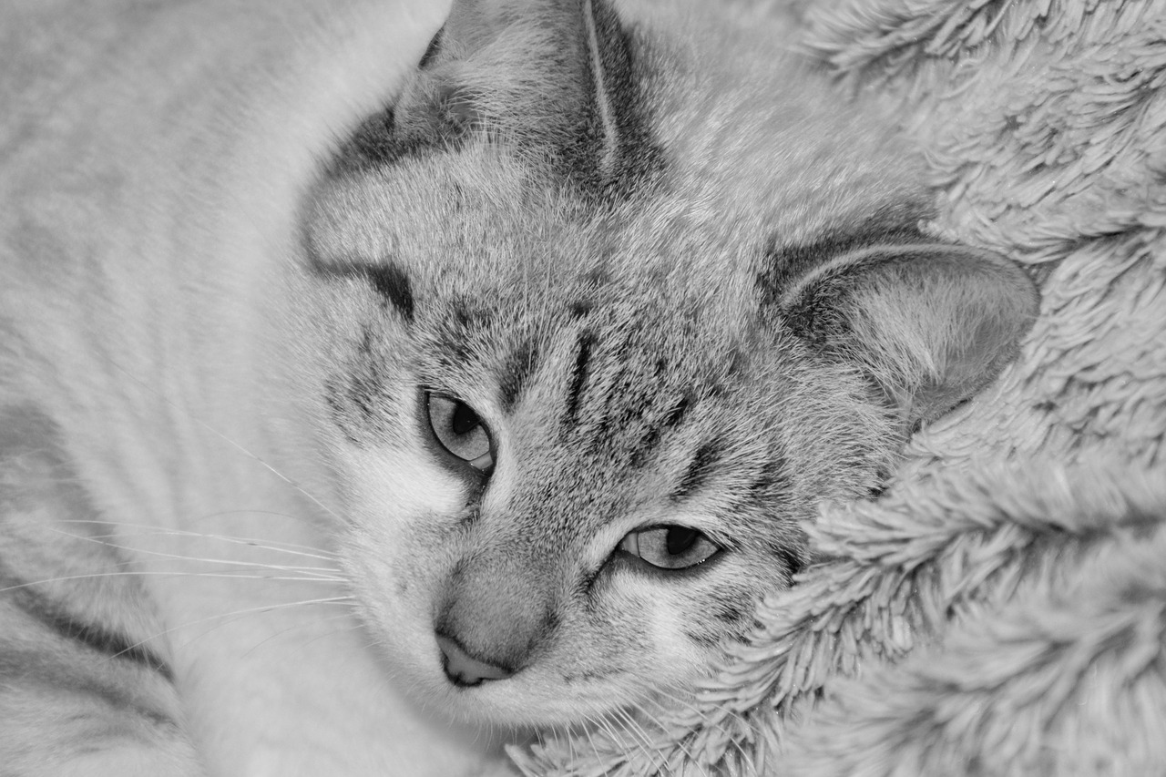 Image - cat young cat photo black white